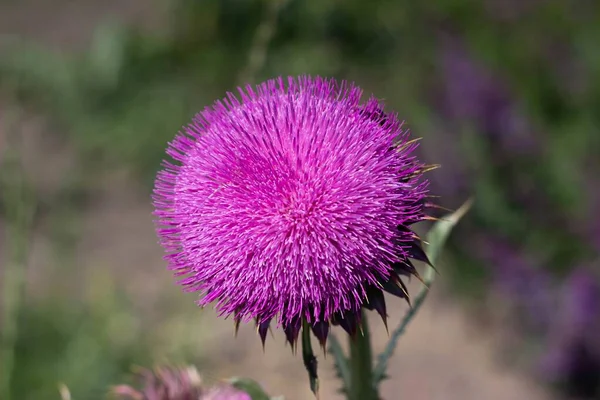 Flores — Fotografia de Stock