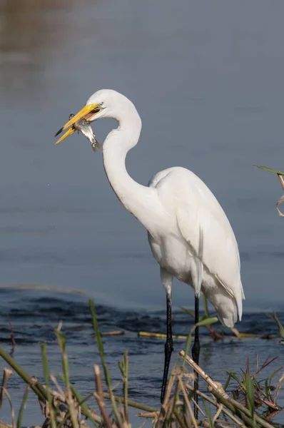 背景がぼやけて水の中に立っている間に小さな魚を食べるコウノトリの垂直ショット — ストック写真