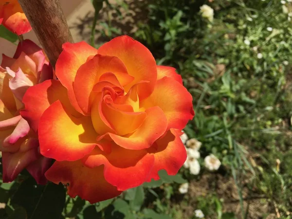 Nahaufnahme einer orangefarbenen Gartenrose im Sonnenlicht in einem von viel Grün umgebenen Garten — Stockfoto