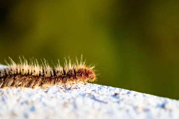 Macro fotografia di un verme con sfondo sfocato — Foto Stock