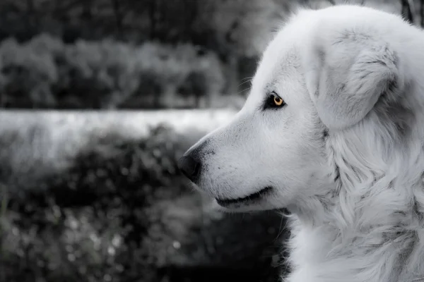 Greyscale shot of a fluffy domestic dog with a blurred background — Stock Photo, Image