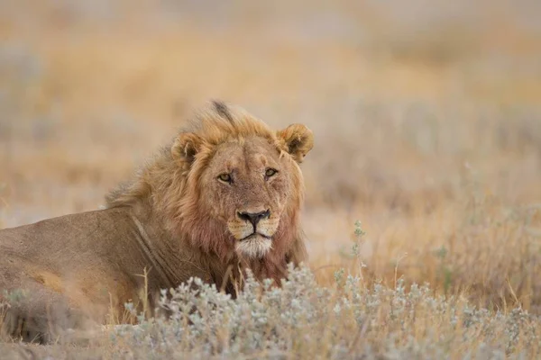 Magnífico león descansando orgullosamente entre la hierba en medio de un campo —  Fotos de Stock