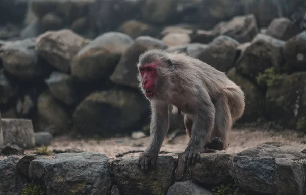 Une Image Grand Macaque Japonais Gris Avec Visage Rouge Debout — Photo