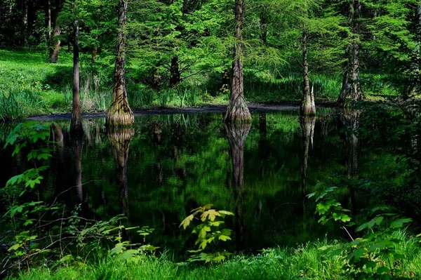 Деревья в воде в окружении зеленых растений в лесу — стоковое фото