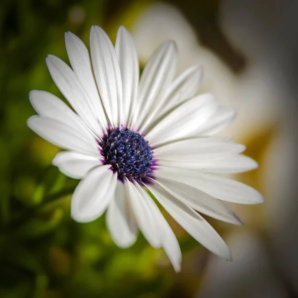 Closeup shot of an African daisy with a blue center white leaves and a blurry background — ストック写真