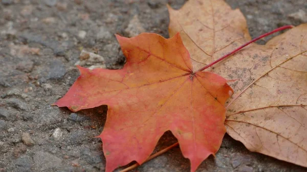 Closeup shot of the beautiful colorful fallen autumn leaves on the ground — Stock Photo, Image