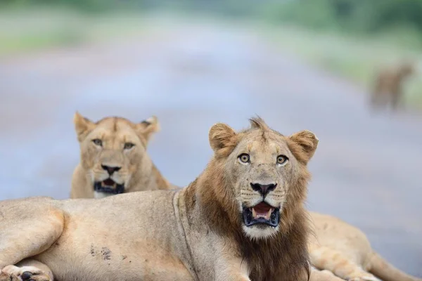 Две Львицы Отдыхают Дороге Захваченной Африканских Джунглях — стоковое фото