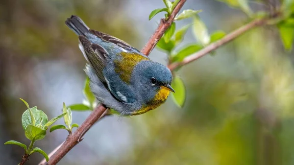 北ParulaはオークハーバーのMagee Marsh Wildlife Areaで春の移動中にボードウォークを離陸しました — ストック写真