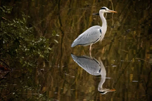 Aves aquáticas brancas com um bico longo em pé e refletindo sobre a água cercada por vegetação — Fotografia de Stock