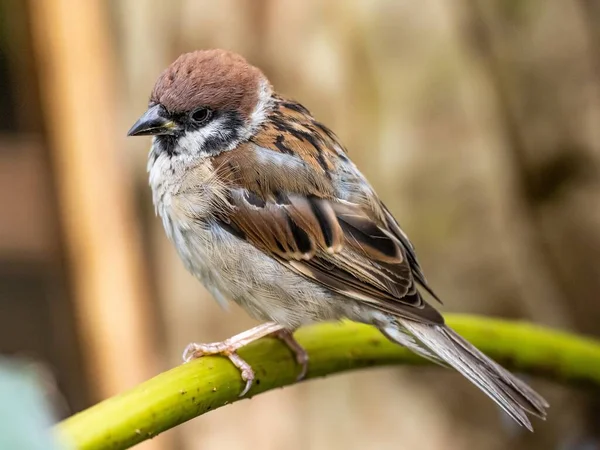 Niedlicher exotischer Vogel steht auf einem Ast mitten im Wald — Stockfoto