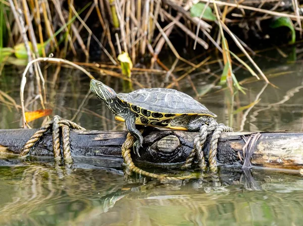 Prachtige schildpad staand op een dikke boomtak aan de oever van het meer — Stockfoto