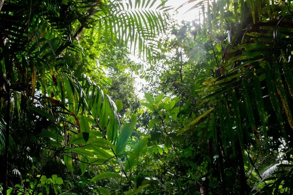 Пейзаж джунглей Бабассу под солнечным светом в дневное время — стоковое фото