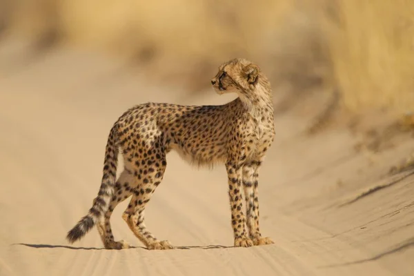 Hermoso guepardo de pie en un camino arenoso en medio del desierto — Foto de Stock