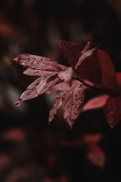森の真ん中に赤い葉の垂直閉鎖ショット — ストック写真