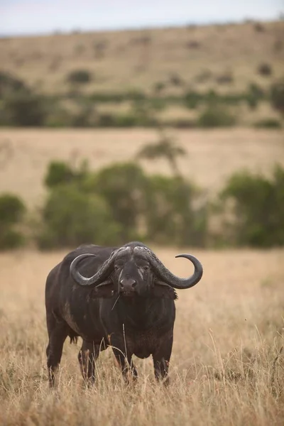 Tiro vertical de un gran búfalo negro en un campo cubierto de hierba en las selvas africanas — Foto de Stock