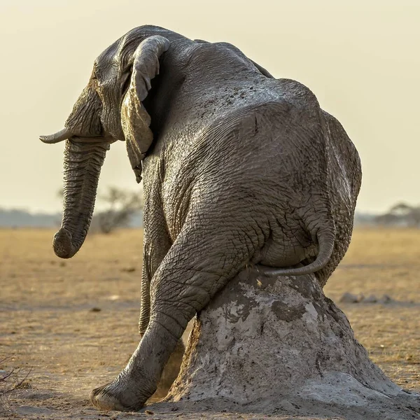 Gray elephant sitting on a rock formation in a desert area on a sunny day — Stock Photo, Image