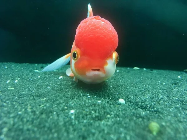 Крупним планом червона риба з золотими очима під морем з розмитим тлом — стокове фото