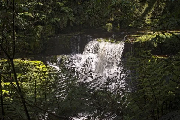 Пейзаж водоспаду в лісі, оточений зеленню під сонячним світлом — стокове фото