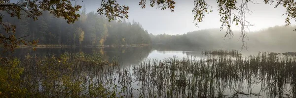 Panoramautsikt Över Kuslig Sjö Med Högt Gräs Och Mystisk Skog — Stockfoto