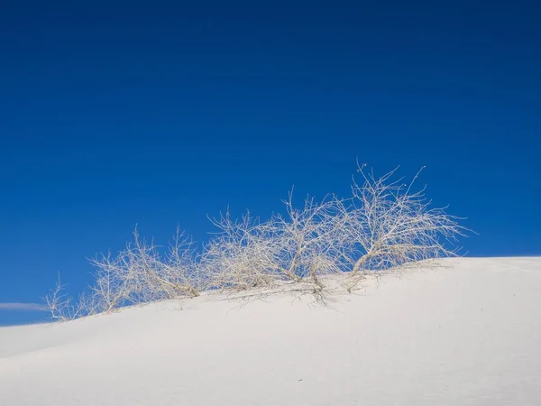 Tree Branches White Sands National Monument Chihuahuan Desert Blue Sky — Stock Photo, Image