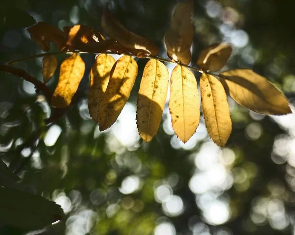 Κοντινό πλάνο του ήλιου λάμπει πάνω από όμορφα πράσινα φύλλα στη μέση ενός δάσους — Φωτογραφία Αρχείου