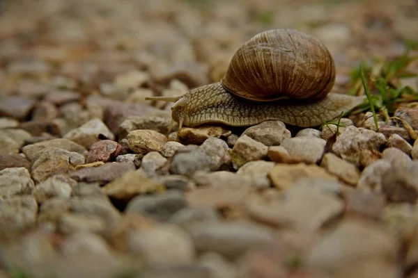 Closeup of a big snail in a shell crawling on small stones with a blurry background — Stock Photo, Image