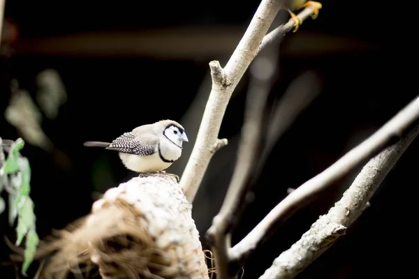 Mise au point sélective d'un petit oiseau sur une surface en bois — Photo