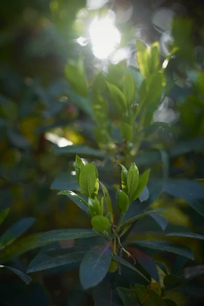 Closeup of long green leaves under sunlight surrounded by greenery with a blurry background
