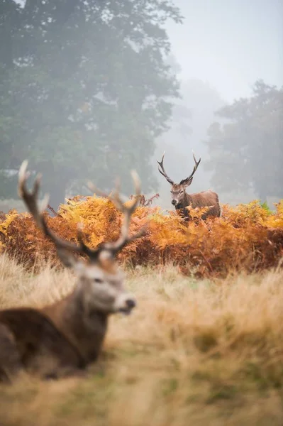 Pionowe ujęcie dwóch jeleni z pięknymi rogami wirującymi w mglistej dolinie — Zdjęcie stockowe