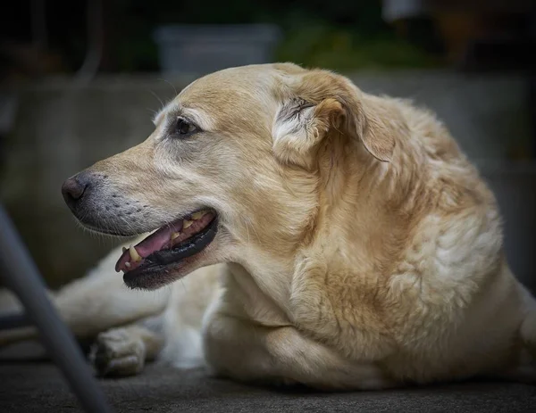 Aranyos bolyhos hazai kutya pihentető a földön a nyelve ki egy elmosódott háttér — Stock Fotó