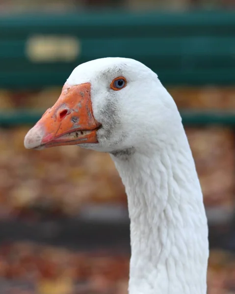 Nahaufnahme einer weißen Ente mit orangefarbenem Schnabel, die in einem Garten steht, mit Blättern auf verschwommenem Hintergrund — Stockfoto