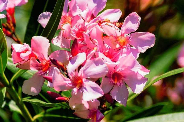 Közelkép a gyönyörű rózsaszín virágok a kertben — Stock Fotó