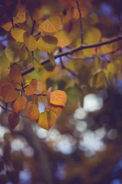 Szoros szelektív fókusz gyönyörű friss levelek faágak tavasszal — Stock Fotó