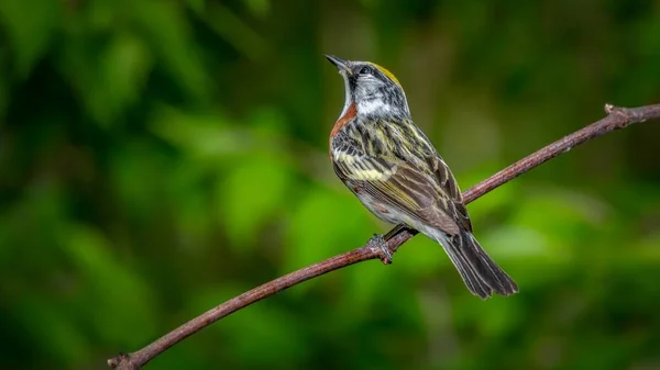 Chestnut Side Warbler Setophaga Pensylvanica Зняв Бордвегу Під Час Весняної — стокове фото