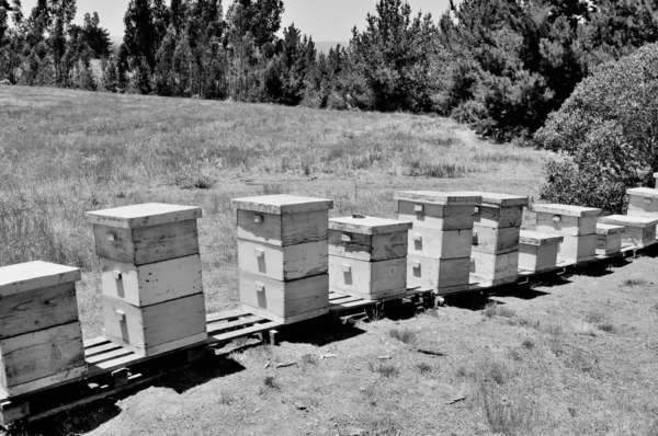 Foto en escala de grises de un grupo de colmenas viejas en medio de un campo en un hermoso día — Foto de Stock