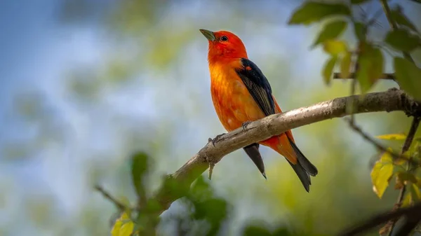 Scarlet Tanager Piranga Olivacea Sköt Strandpromenaden Vårflyttningen Vid Magee Marsh — Stockfoto