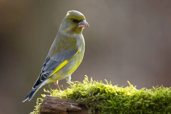 Eine Selektive Fokusaufnahme Eines Kanarienvogels Der Auf Einem Holzstock Mit — Stockfoto