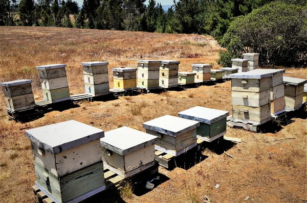 Group of old hives in the middle of a field surrounded by a green scenery on a beautiful day — Stock Photo, Image