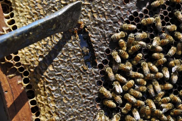 Zbliżenie kilku pszczół na plastrze miodu stworzonym przez nie pełnym pysznego miodu — Zdjęcie stockowe