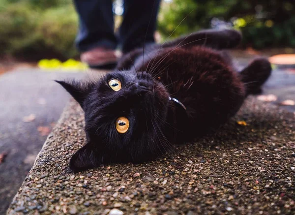 Gatinho preto bonito com olhos dourados deitado no chão em um parque — Fotografia de Stock