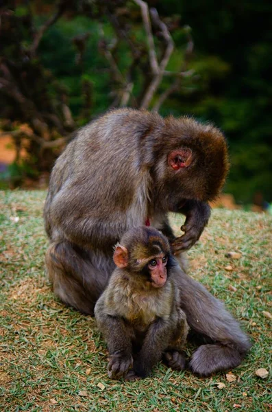 Tiro vertical de una linda interacción entre la madre y el niño monos en medio de un campo — Foto de Stock