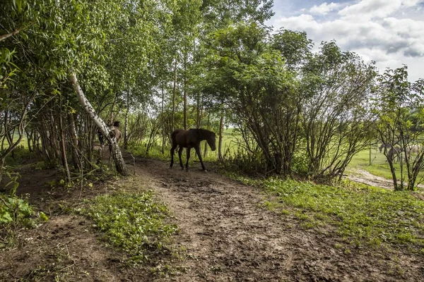 Hnědý kůň v zeleném lese poblíž stromů ve městě Moshaisk, Rusko — Stock fotografie