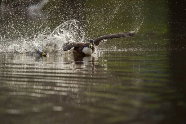 Gyönyörű kacsák úszás és fröccsenő a víz a tóban — Stock Fotó