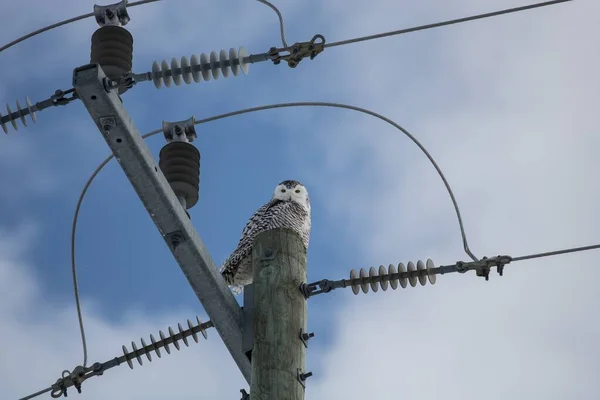 Low angle shot of an owl sitting on the electricity wires — Stock Photo, Image