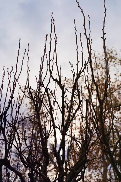 Vertical Low Angle Shot Leafless Trees Cloudy Sky — Stock Photo, Image