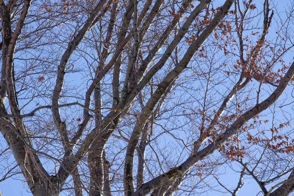 Les Arbres Nus Montagne Medvednica Avec Ciel Arrière Plan — Photo