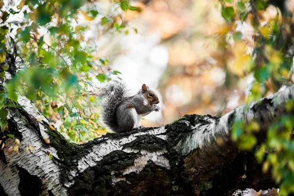 Nahaufnahme eines niedlichen Eichhörnchens, das auf dem bemoosten Baumstamm mit verschwommenem Hintergrund sitzt — Stockfoto