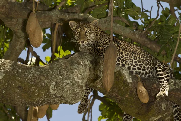 非洲丛林中的树枝上躺着一只宏伟的非洲豹 — 图库照片