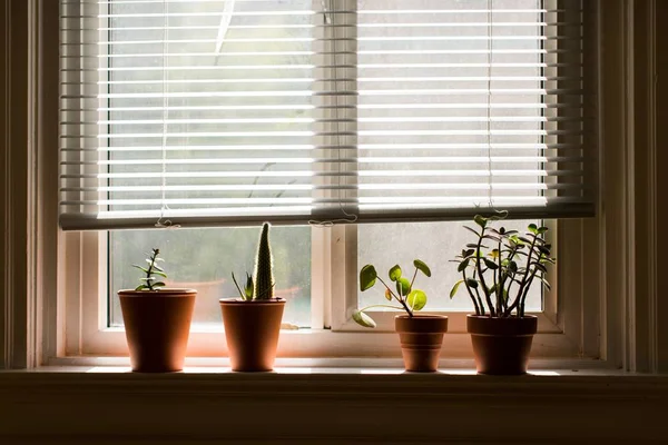 Soleira da janela com plantas interiores em vasos castanhos dentro de uma sala — Fotografia de Stock