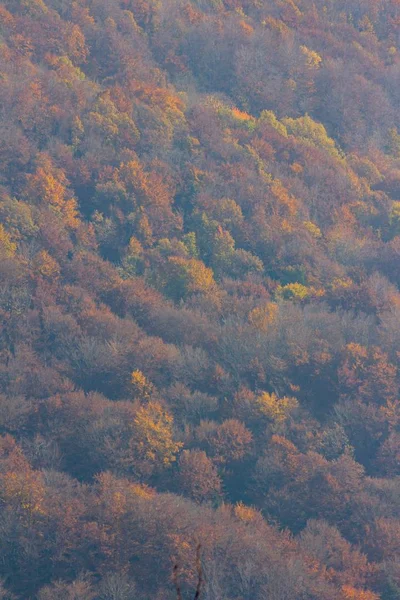 Tiro vertical das árvores coloridas no outono na montanha Medvednica em Zagreb, croata — Fotografia de Stock